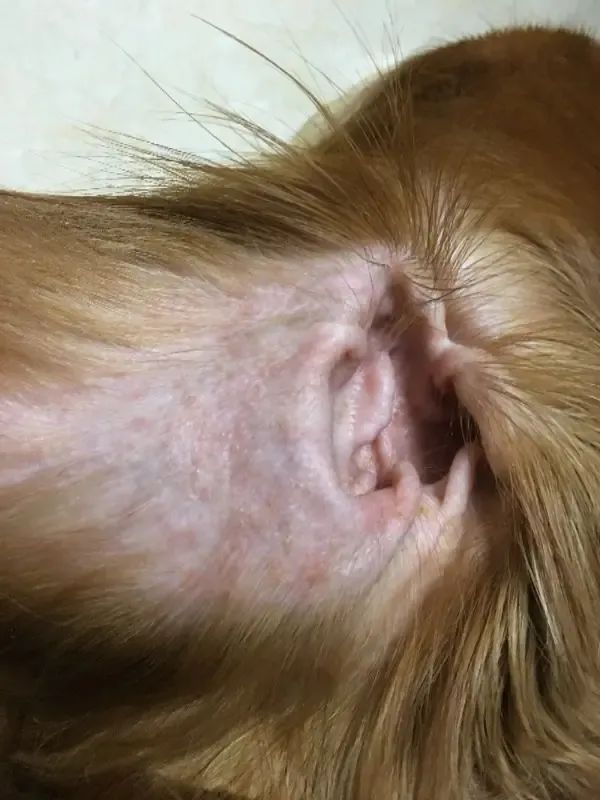 狗狗眼周红肿？过敏和细菌感染_狗狗过敏皮炎症状_狗狗红疹子原因