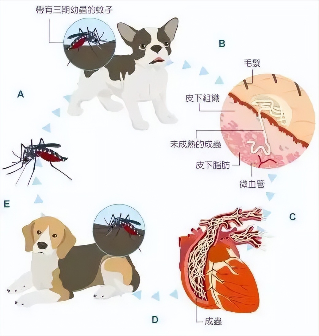 狗狗过敏皮炎症状_狗狗红疹子原因_狗狗眼周红肿？过敏和细菌感染