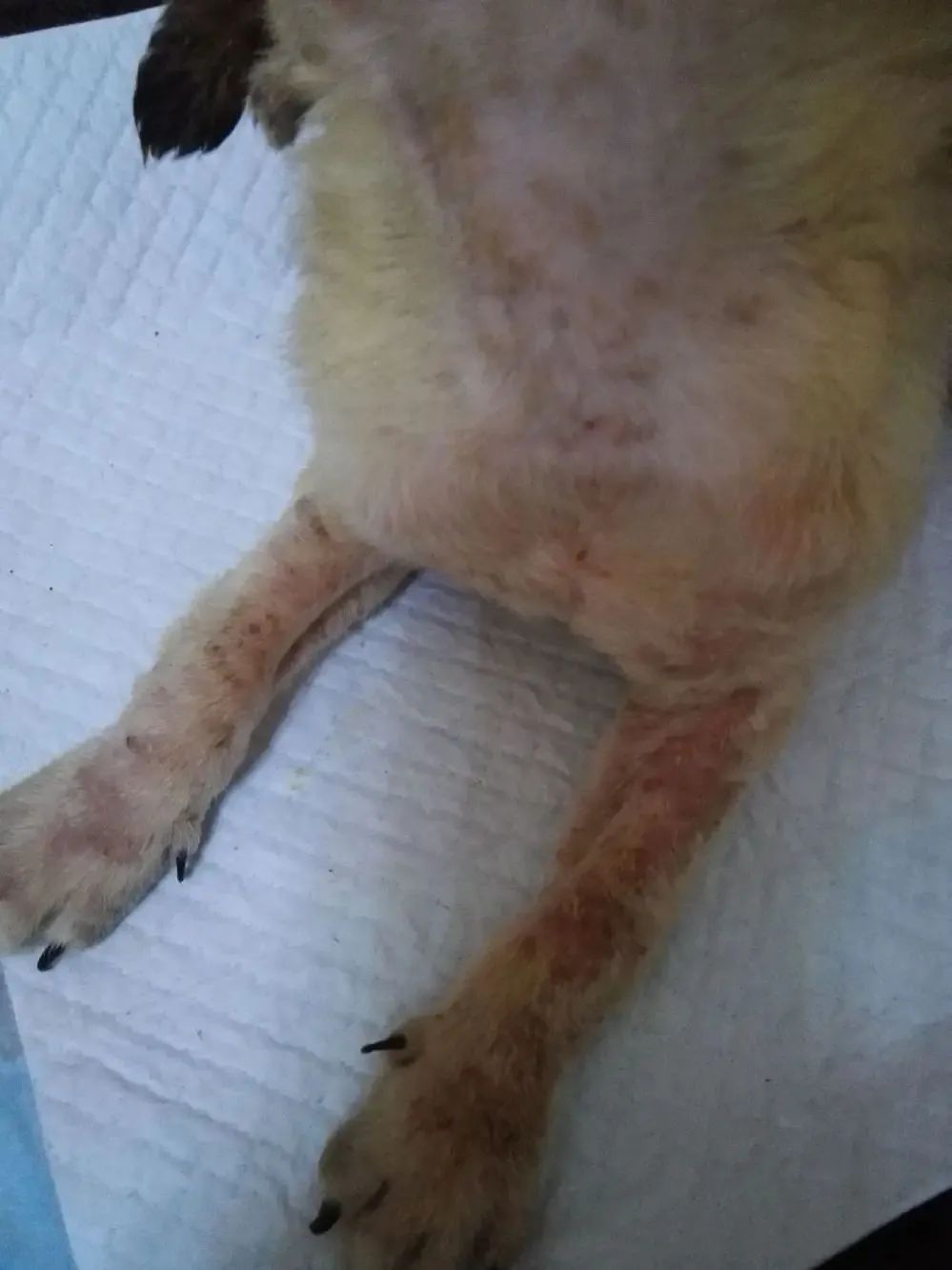 狗狗眼周红肿？过敏和细菌感染_狗狗红疹子原因_狗狗过敏皮炎症状