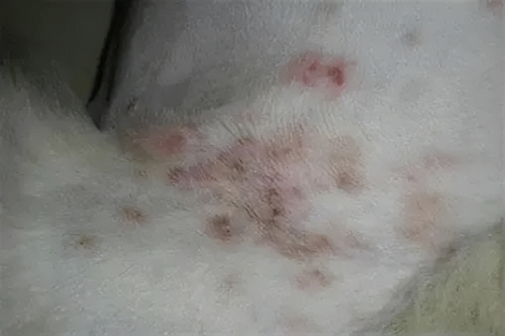 狗狗过敏皮炎症状_狗狗眼周红肿？过敏和细菌感染_狗狗红疹子原因