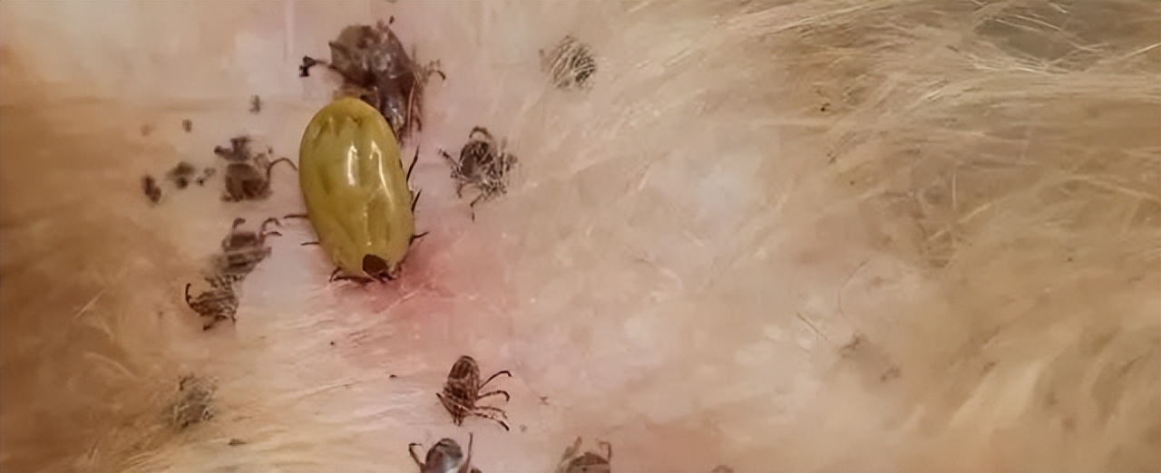 狗狗红疹子原因_狗狗眼周红肿？过敏和细菌感染_狗狗过敏皮炎症状