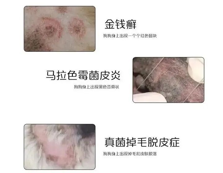 狗狗过敏皮炎症状_狗狗红疹子原因_狗狗眼周红肿？过敏和细菌感染
