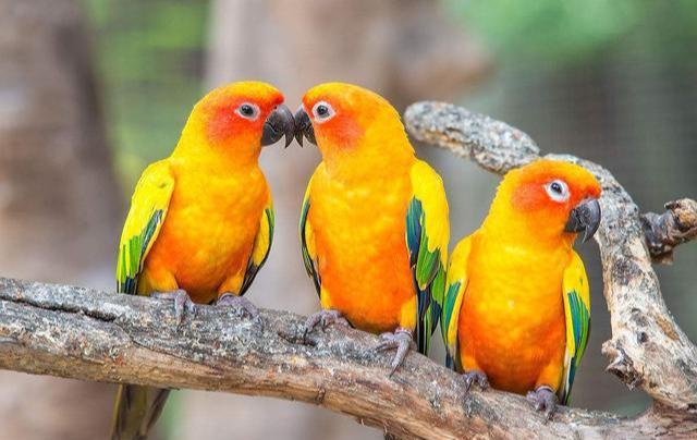 鹦鹉不能吃什么？盘点会导致鹦鹉中毒的食物-派特超人-宠物