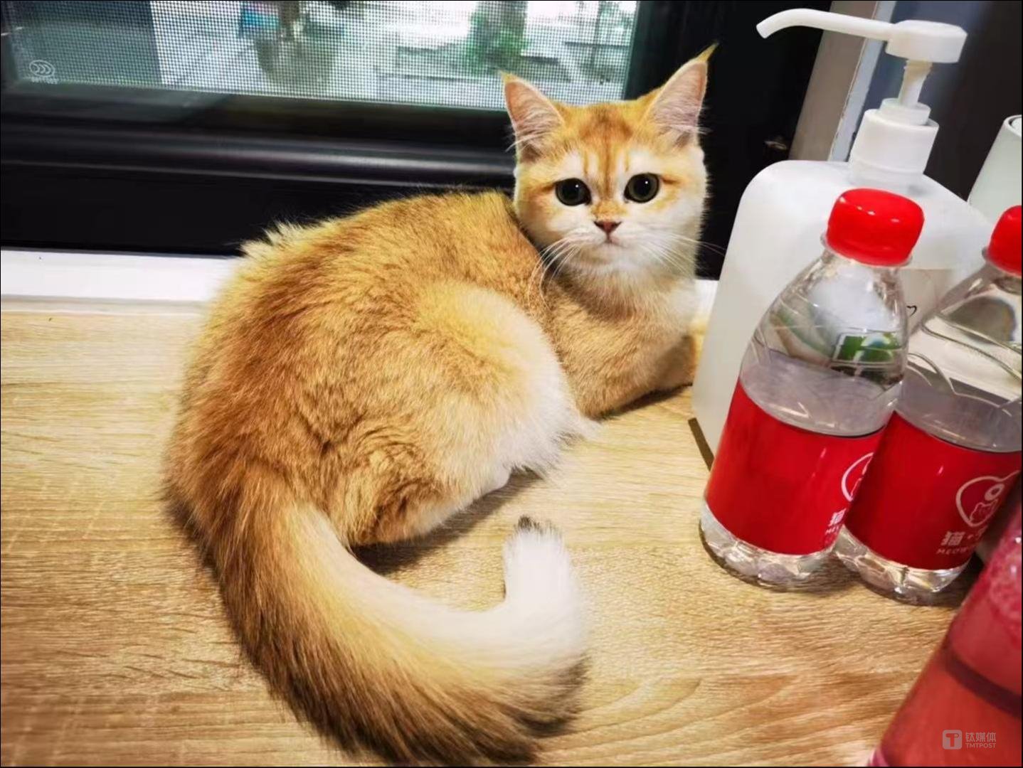 你养的宠物猫，正在暴露你的钱包余额-派特超人-宠物