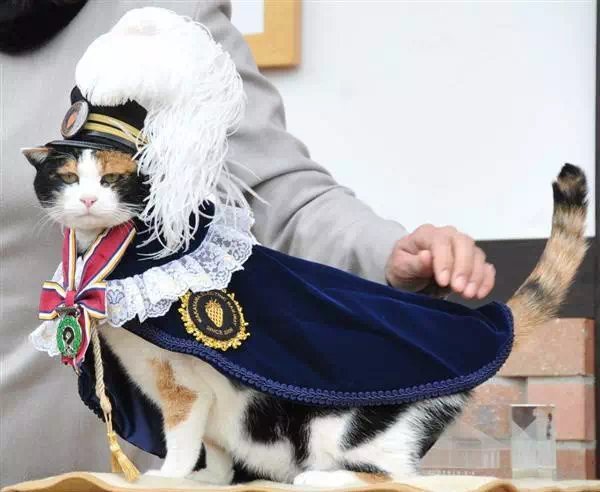 宠物猫品种与收入关系_猫咪不喜欢猫粮怎么办_宠物猫消费能力分析