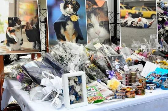 宠物猫消费能力分析_宠物猫品种与收入关系_猫咪不喜欢猫粮怎么办