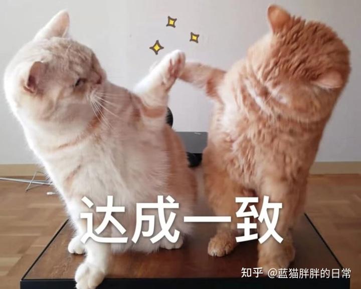 新手养猫攻略：新手养猫注意事项，新手养猫必备哪些东西？养猫知识合集，养猫攻略必看持续更新中！-派特超人-宠物