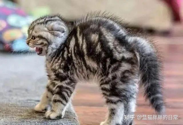 猫咪应激反应处理方法_猫癣的症状表现和家庭处理方法_猫咪新手养猫注意事项
