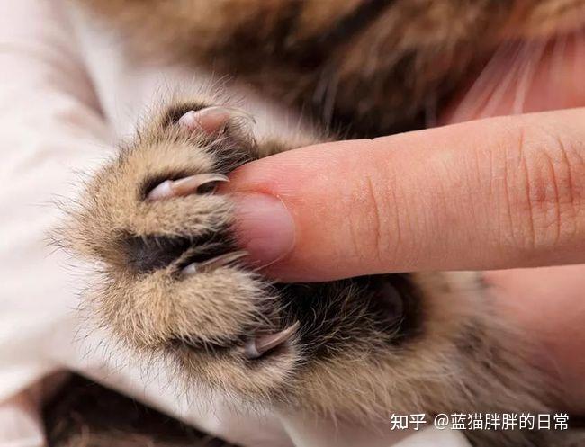 猫癣的症状表现和家庭处理方法_猫咪新手养猫注意事项_猫咪应激反应处理方法