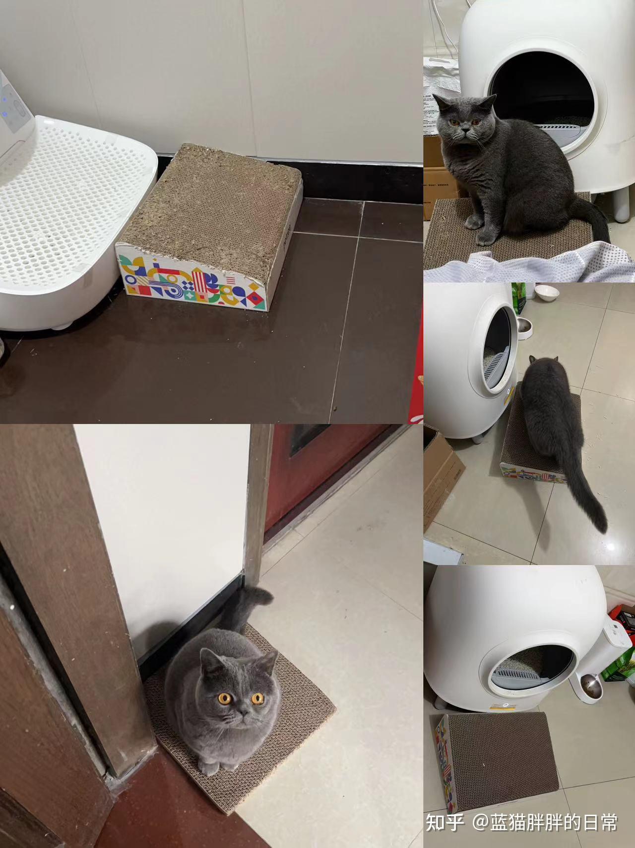 猫咪新手养猫注意事项_猫癣的症状表现和家庭处理方法_猫咪应激反应处理方法
