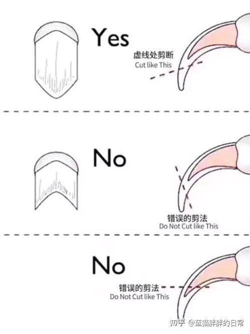 猫癣的症状表现和家庭处理方法_猫咪新手养猫注意事项_猫咪应激反应处理方法