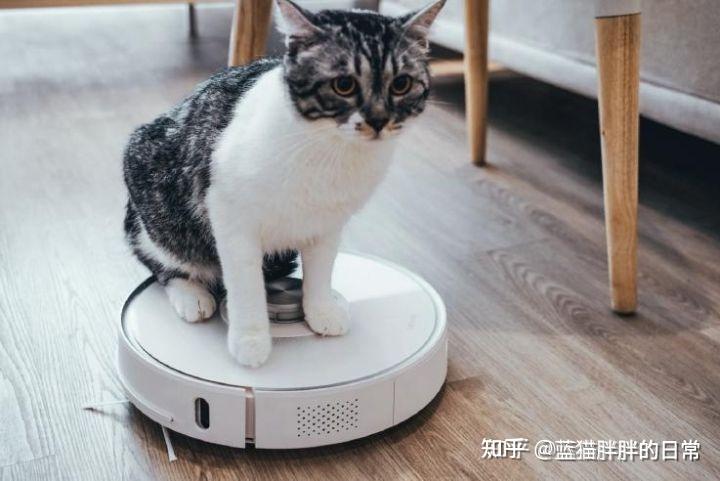 猫癣的症状表现和家庭处理方法_猫咪应激反应处理方法_猫咪新手养猫注意事项
