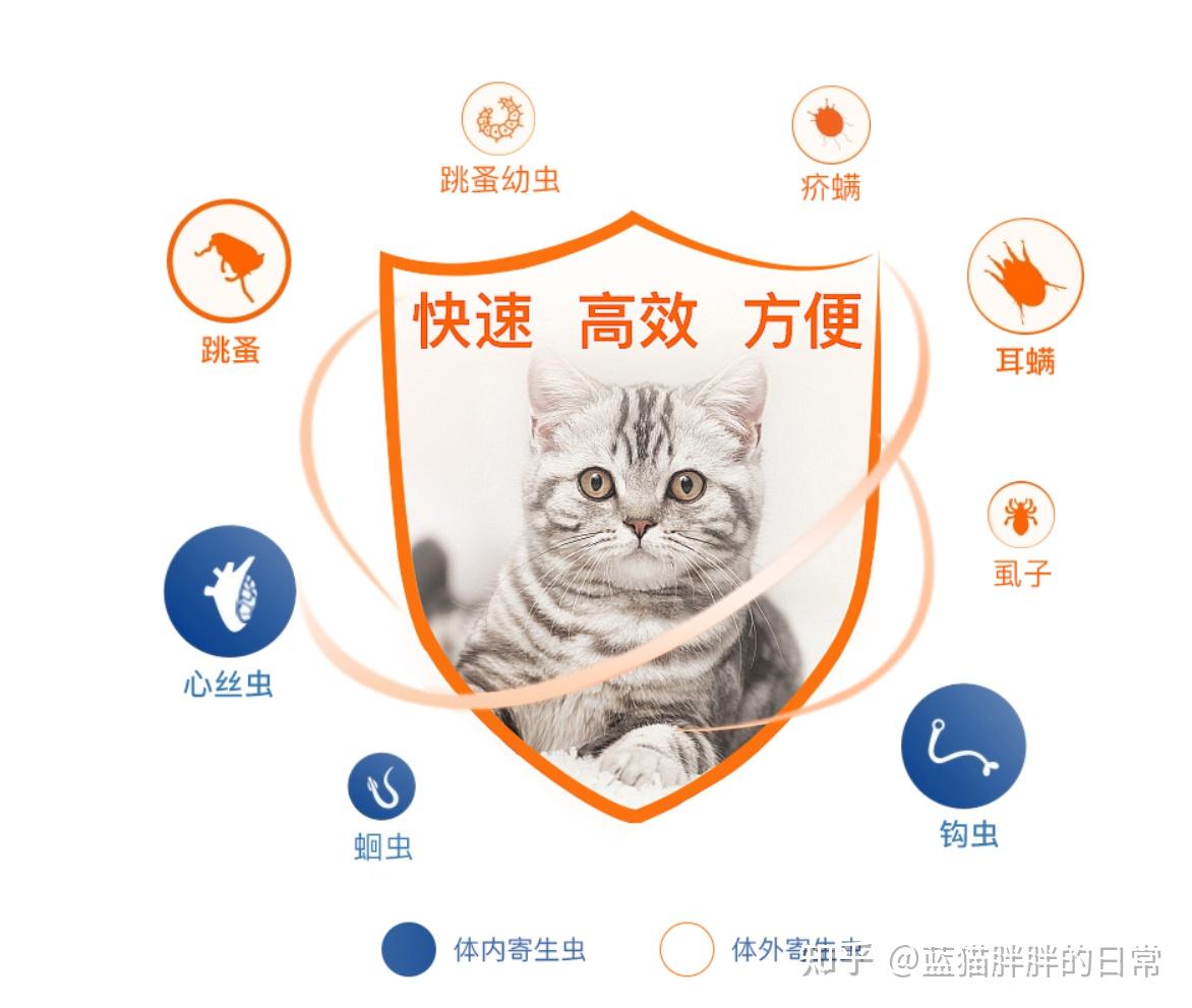 猫咪新手养猫注意事项_猫癣的症状表现和家庭处理方法_猫咪应激反应处理方法