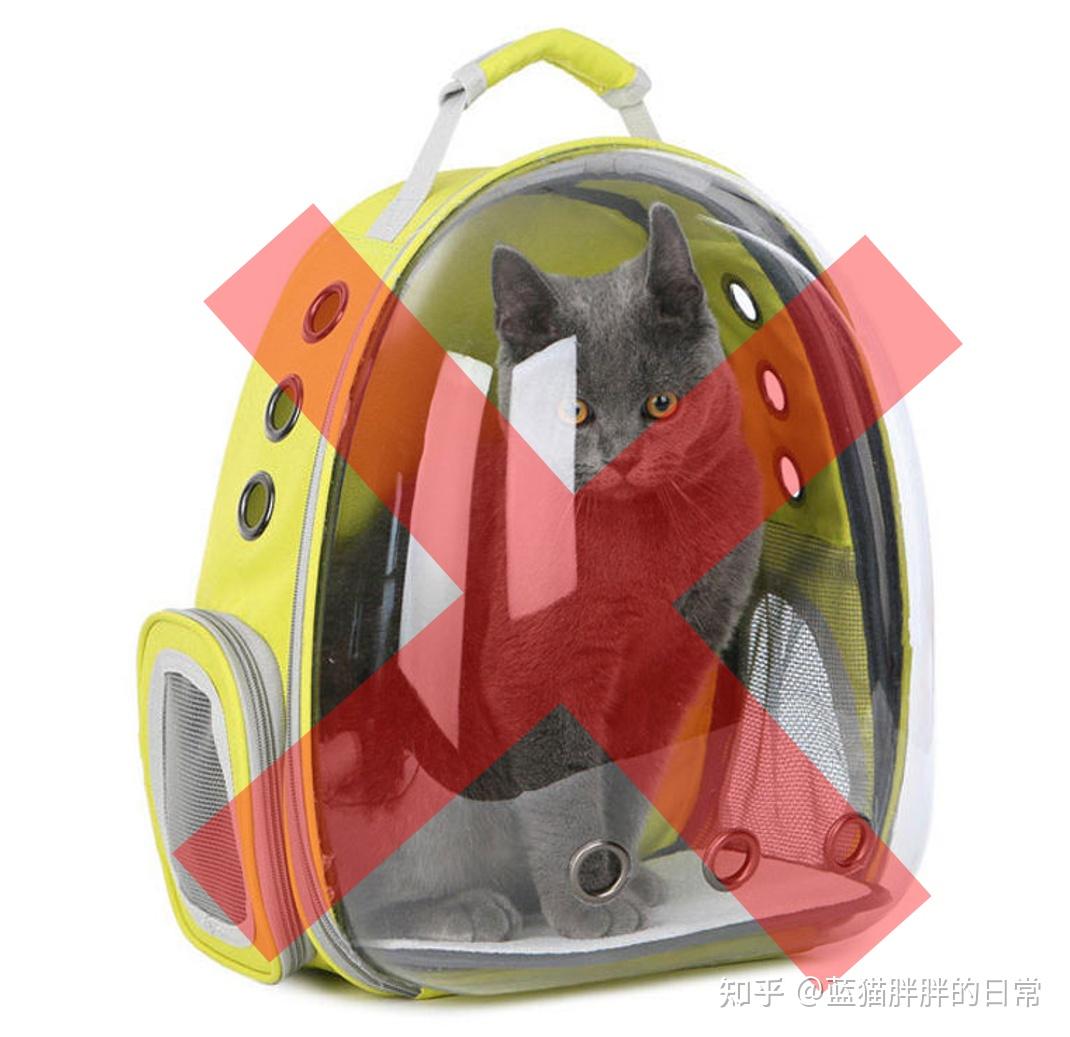 猫咪应激反应处理方法_猫咪新手养猫注意事项_猫癣的症状表现和家庭处理方法