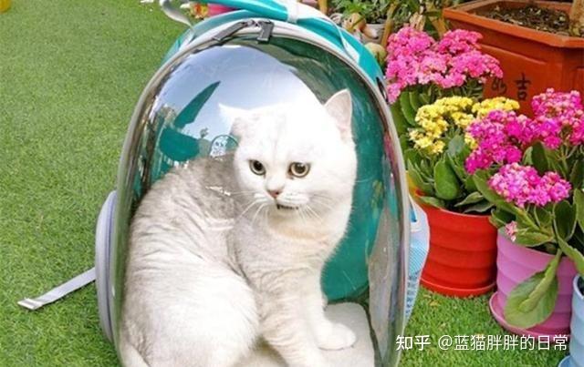 猫咪新手养猫注意事项_猫癣的症状表现和家庭处理方法_猫咪应激反应处理方法