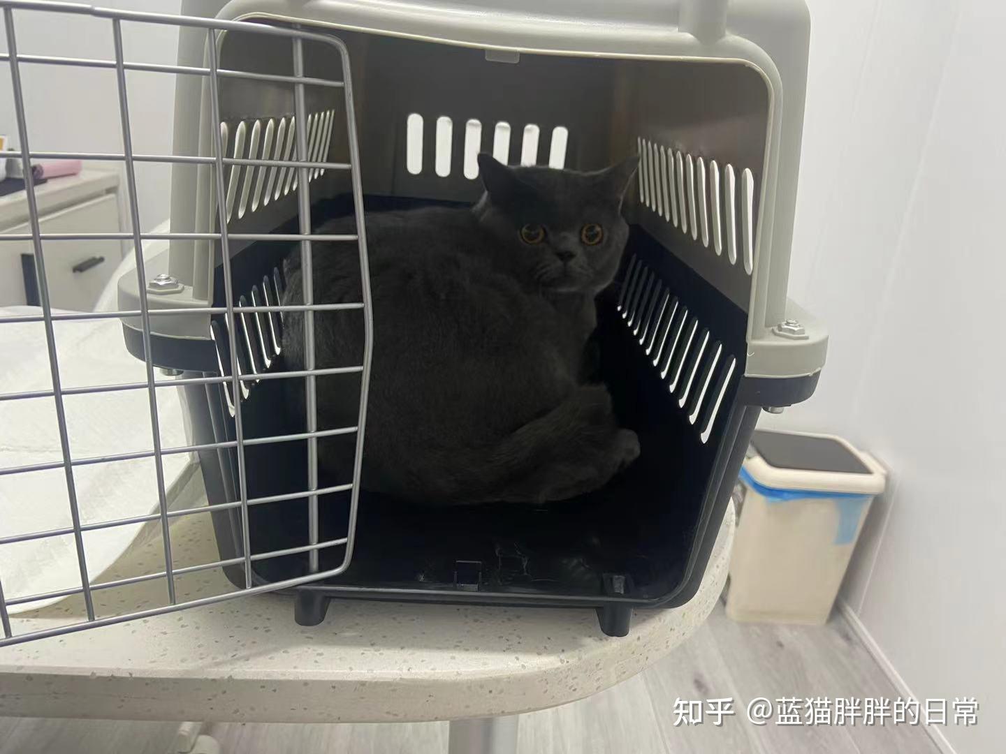 猫咪应激反应处理方法_猫咪新手养猫注意事项_猫癣的症状表现和家庭处理方法