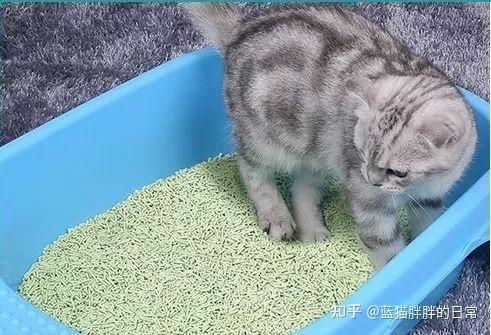 猫咪新手养猫注意事项_猫咪应激反应处理方法_猫癣的症状表现和家庭处理方法