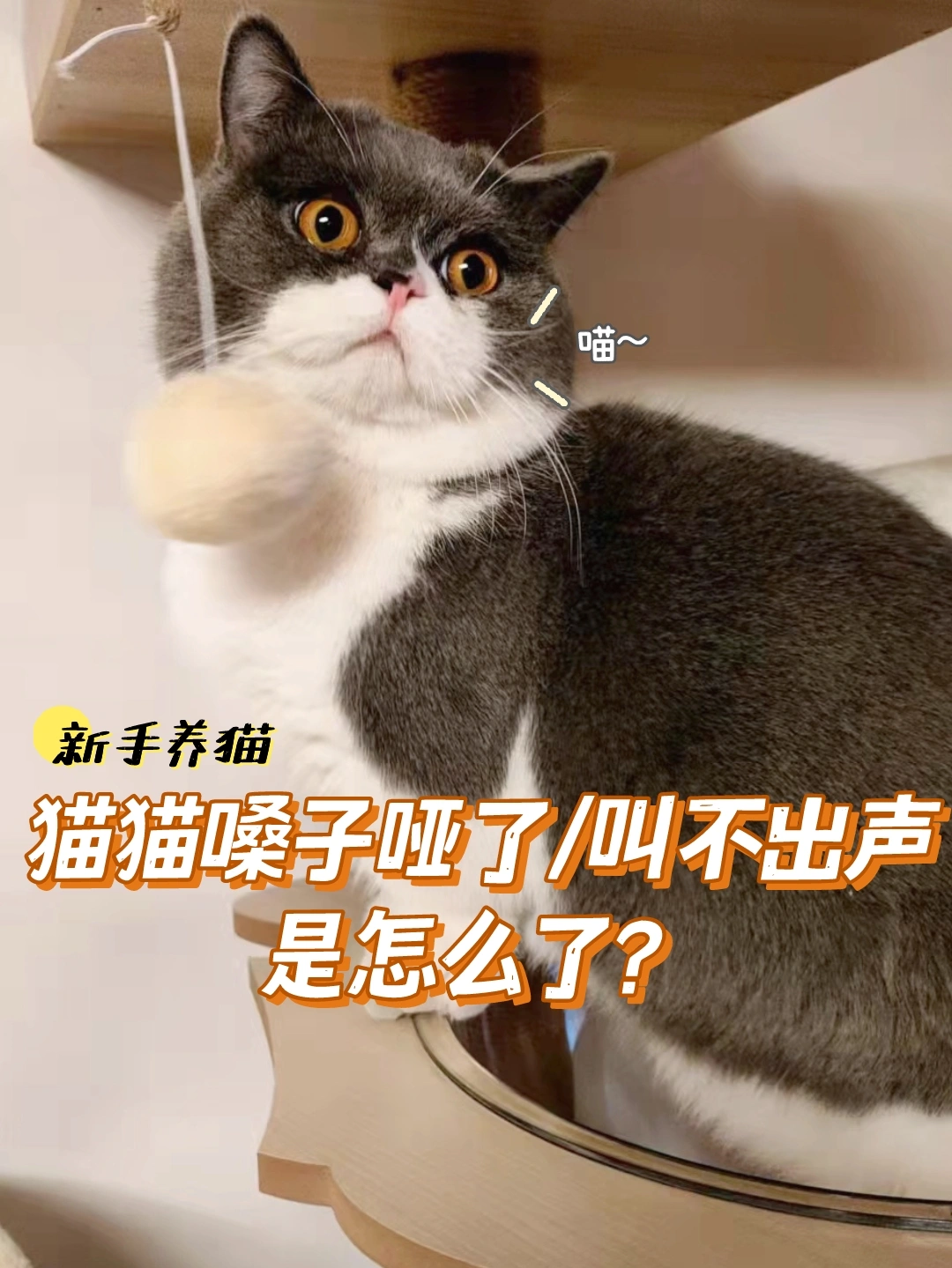 猫咪好好的突然嗓子哑了，多数因为这几个原因，猫嗓子哑了教你怎么办-派特超人-宠物