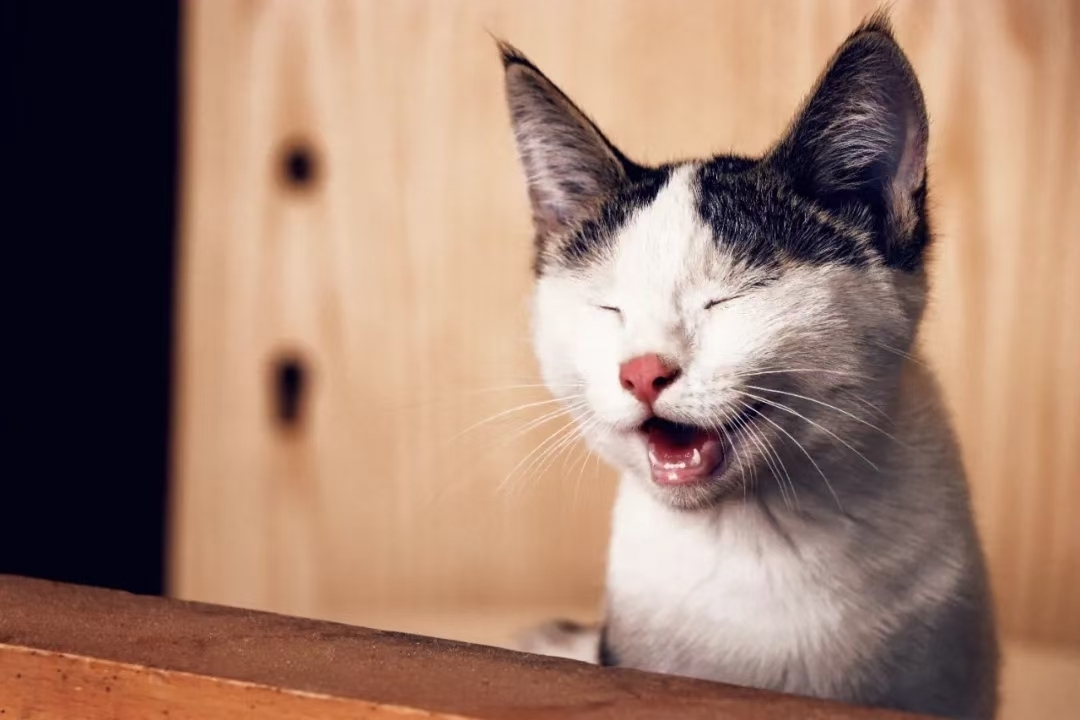 猫咪嗓子发炎治疗多西环素_猫咪青光眼的治疗选择_猫咪嗓子沙哑原因处理