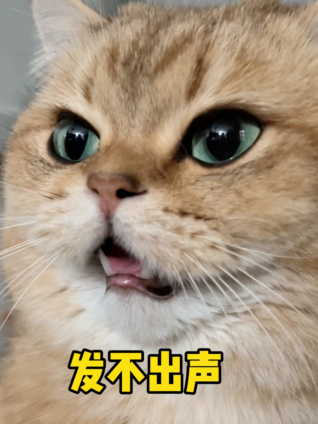 猫咪青光眼的治疗选择_猫咪嗓子发炎治疗多西环素_猫咪嗓子沙哑原因处理
