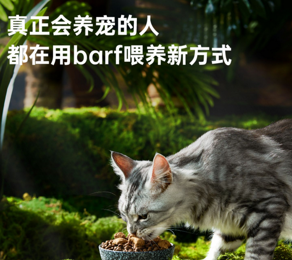 猫咪嗓子发炎治疗多西环素_猫咪嗓子沙哑原因处理_猫咪青光眼的治疗选择