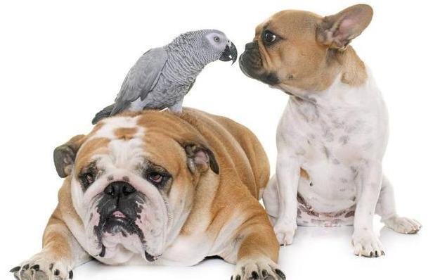 鹦鹉中毒四点；症状表现及原因！-派特超人-宠物