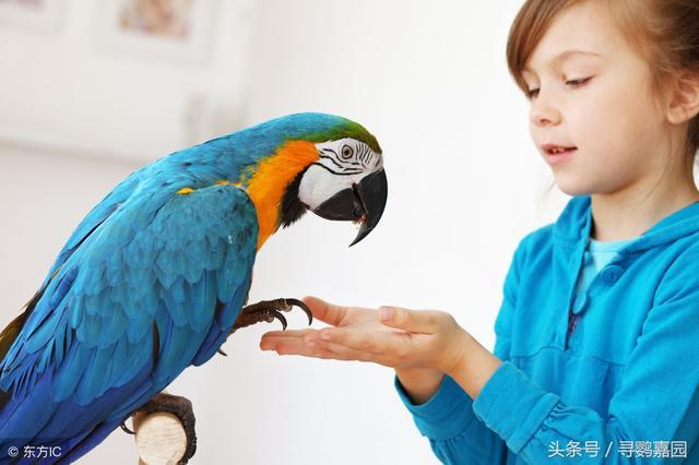 鹦鹉中毒四点；症状表现及原因！