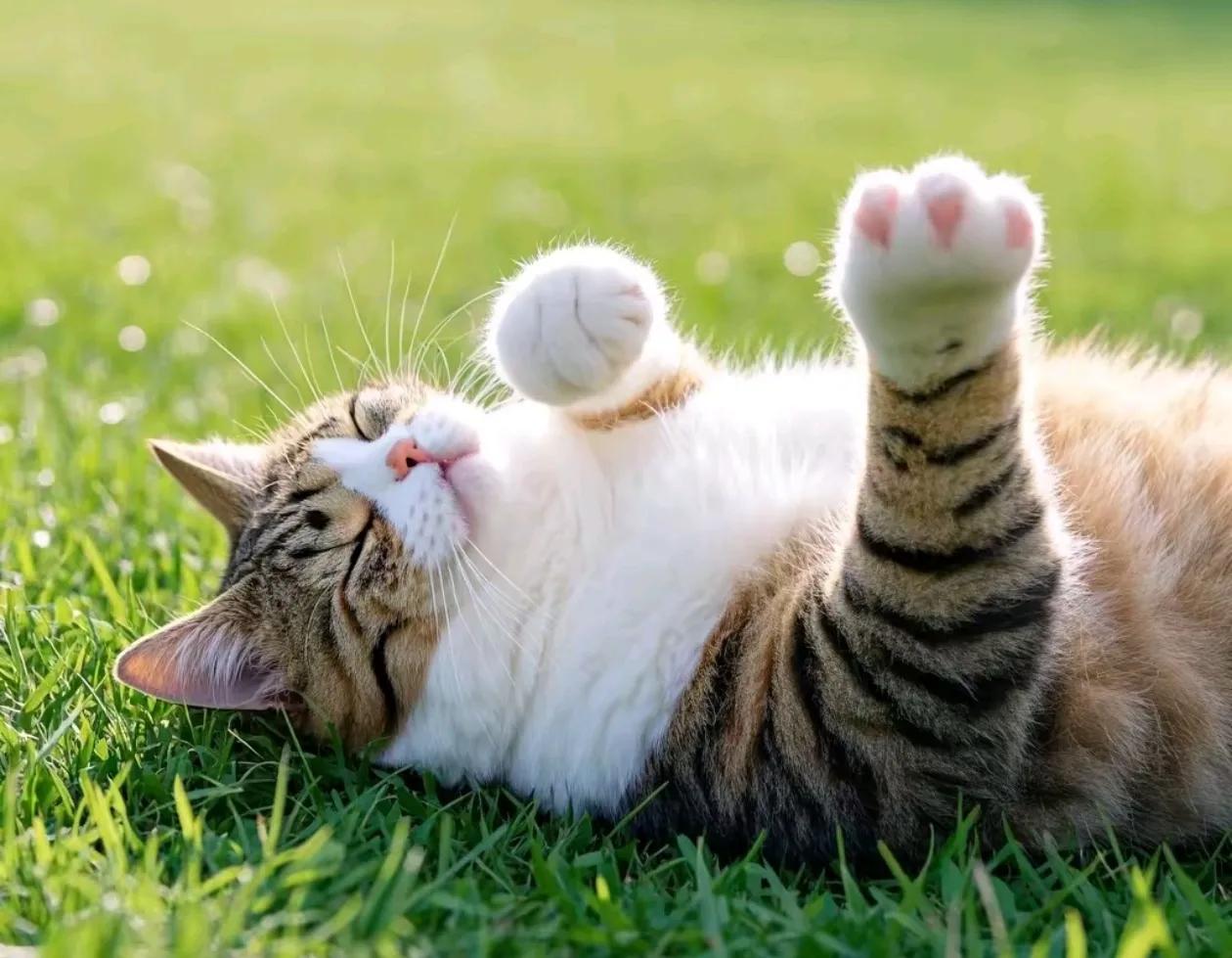 小区流浪猫处理方法_猫咪不喜欢猫粮怎么办_流浪猫侵权责任案例