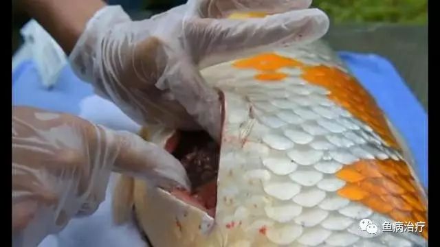 观赏鱼春季常见病预防_鹦鹉鱼白点治疗_温带观赏鱼寄生虫防治