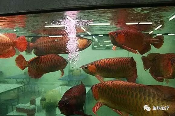 鹦鹉鱼白点治疗_观赏鱼春季常见病预防_温带观赏鱼寄生虫防治