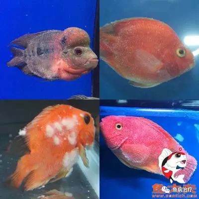 观赏鱼春季常见病预防_温带观赏鱼寄生虫防治_鹦鹉鱼白点治疗