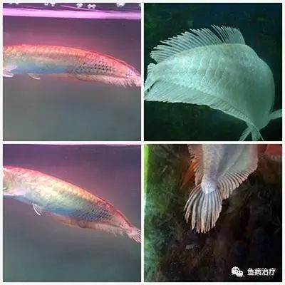 鹦鹉鱼白点治疗_观赏鱼春季常见病预防_温带观赏鱼寄生虫防治