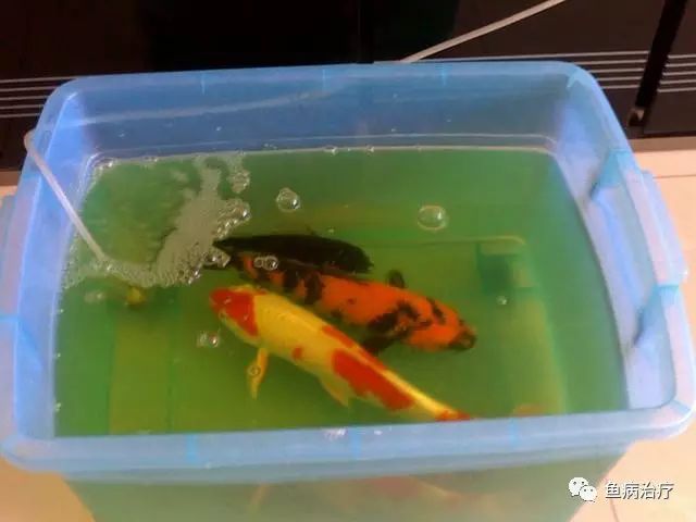 鹦鹉鱼白点治疗_温带观赏鱼寄生虫防治_观赏鱼春季常见病预防