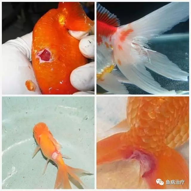 温带观赏鱼寄生虫防治_鹦鹉鱼白点治疗_观赏鱼春季常见病预防