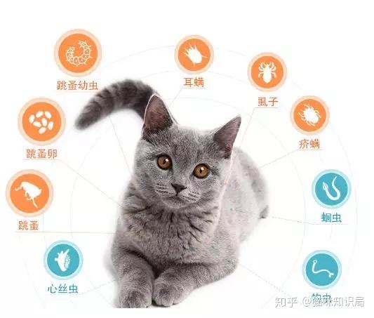 猫咪体内体外寄生虫防治_猫咪青光眼的治疗选择_猫咪驱虫方法