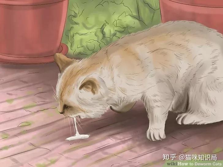 猫咪驱虫方法_猫咪青光眼的治疗选择_猫咪体内体外寄生虫防治