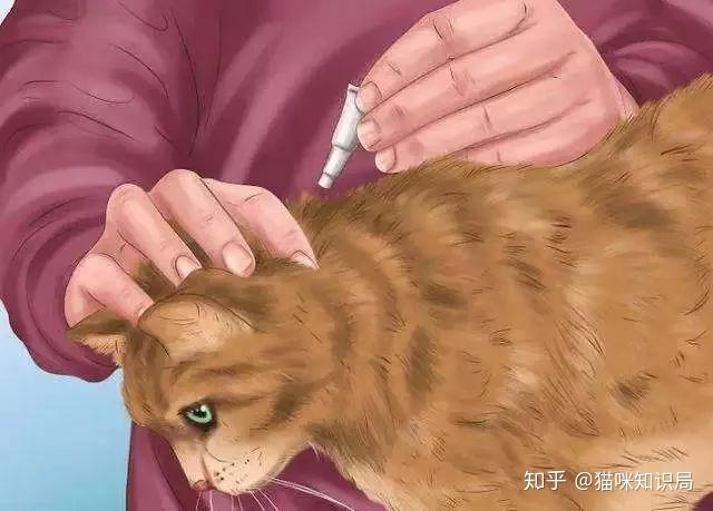 猫咪体内体外寄生虫防治_猫咪青光眼的治疗选择_猫咪驱虫方法