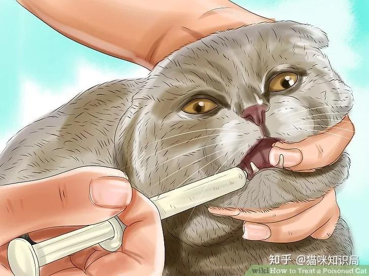 猫咪驱虫方法_猫咪体内体外寄生虫防治_猫咪青光眼的治疗选择