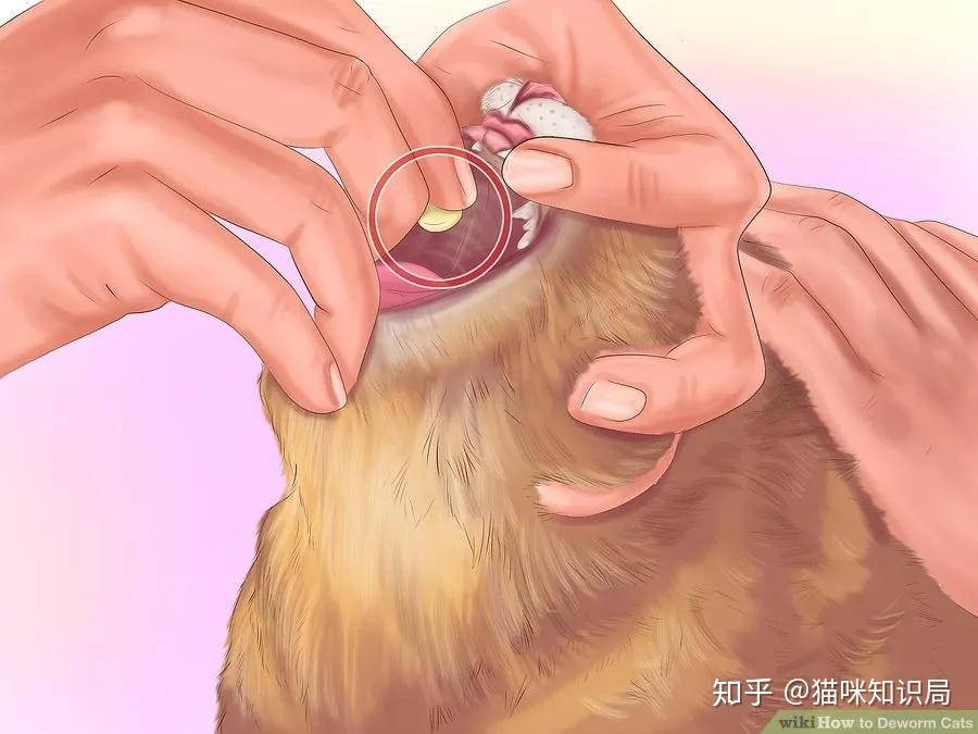 猫咪驱虫方法_猫咪青光眼的治疗选择_猫咪体内体外寄生虫防治
