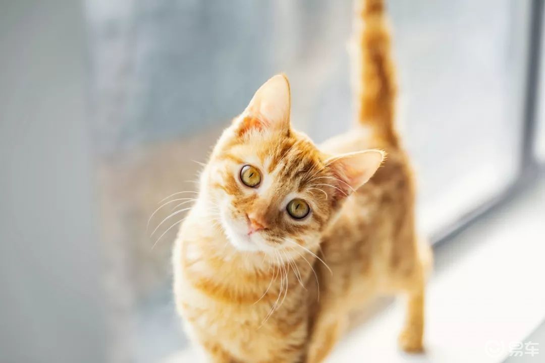 汽车引擎盖猫处理方法_如何让猫咪不害怕汽车_猫钻车底预防措施