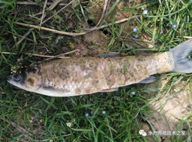 水霉病防治方法_水霉病高发季节_观赏鱼春季常见病预防