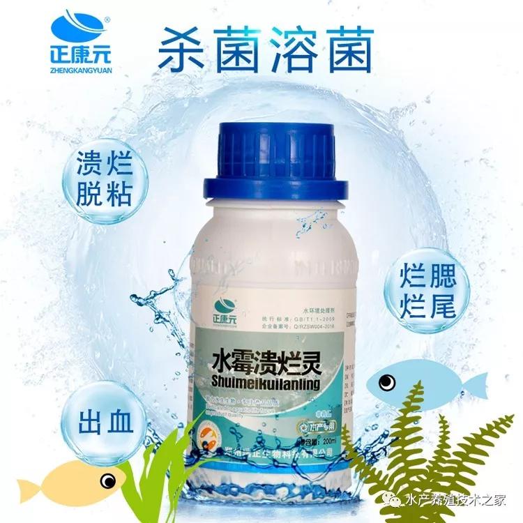 观赏鱼春季常见病预防_水霉病防治方法_水霉病高发季节
