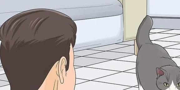 与猫咪建立信任，其实没那么简单，做到这些可以轻松获得猫咪信任-派特超人-宠物