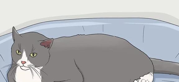 猫咪的日常安全感建立技巧_猫咪信任建立技巧_获得猫咪信任方法