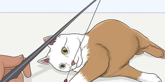 猫咪的日常安全感建立技巧_获得猫咪信任方法_猫咪信任建立技巧