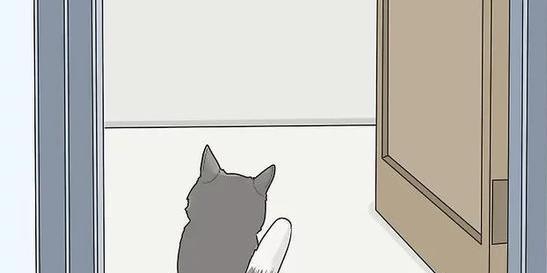 获得猫咪信任方法_猫咪的日常安全感建立技巧_猫咪信任建立技巧