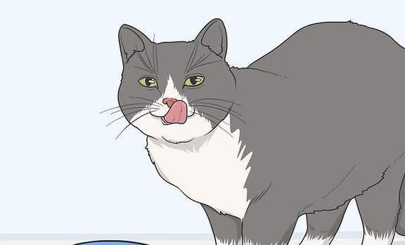 猫咪的日常安全感建立技巧_获得猫咪信任方法_猫咪信任建立技巧