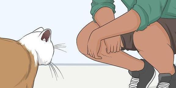 获得猫咪信任方法_猫咪信任建立技巧_猫咪的日常安全感建立技巧