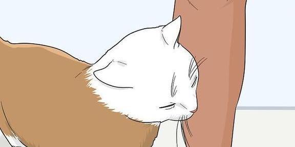 获得猫咪信任方法_猫咪信任建立技巧_猫咪的日常安全感建立技巧