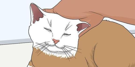 获得猫咪信任方法_猫咪的日常安全感建立技巧_猫咪信任建立技巧